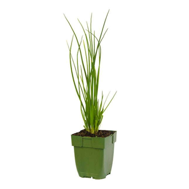 Allium schoenoprasum - Bieslook