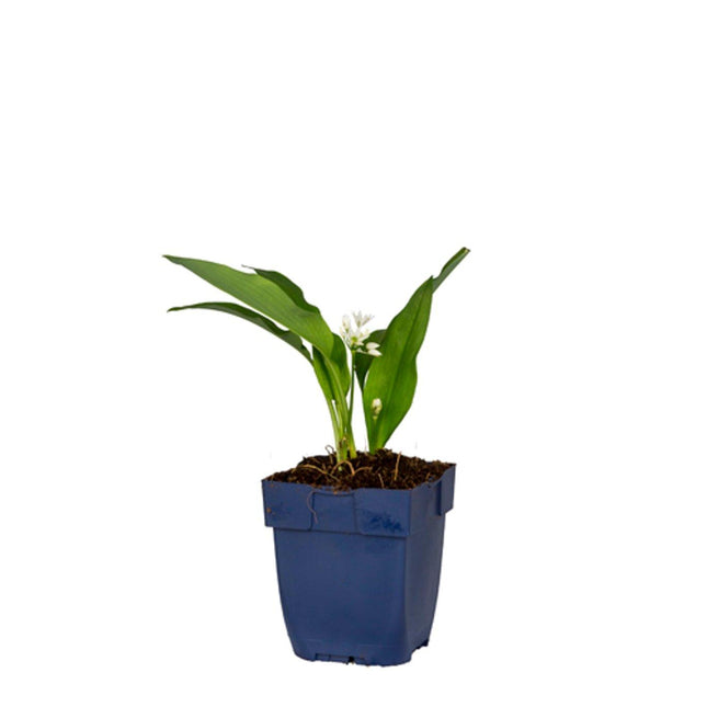 Allium ursinum in p9 pot met breed, frisgroen blad en jonge groei van daslook.