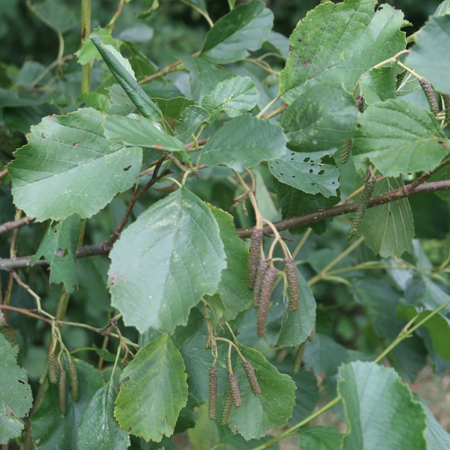 Alnus glutinosa - Zwarte Els Haag katjes rond blad