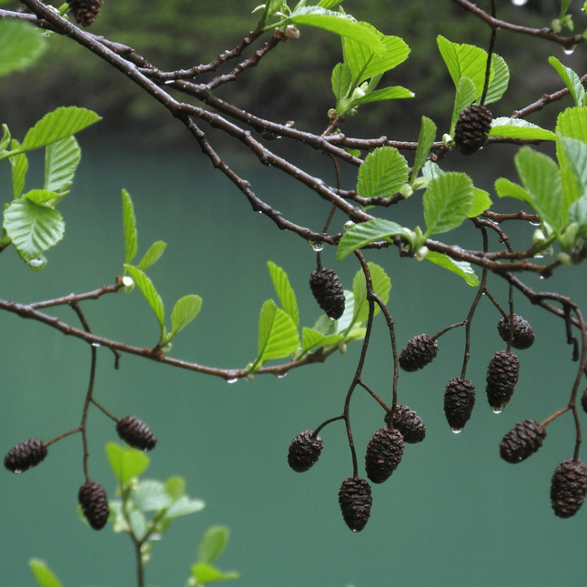 Alnus glutinosa - Zwarte Els Haag katjes hangend met druppels