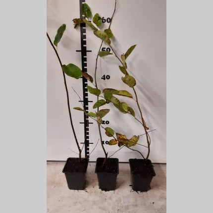 Amelanchier lamarckii - Krentenboom in struikvorm