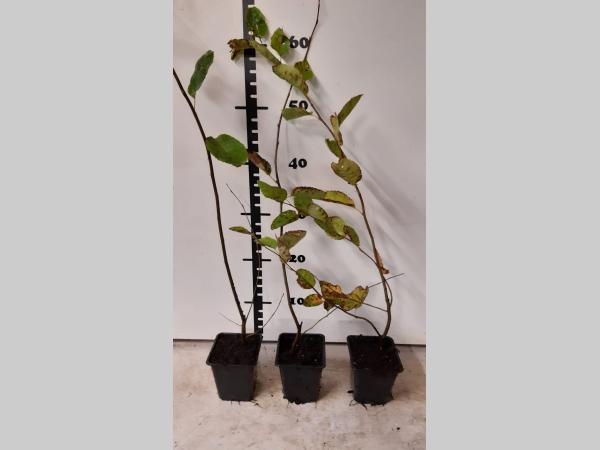 Amelanchier lamarckii - Krentenboom in struikvorm