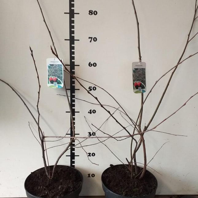 Amelanchier lamarckii - Krentenboom in struikvorm