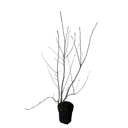 Amelanchier lamarckii - Krentenboom in struikvorm