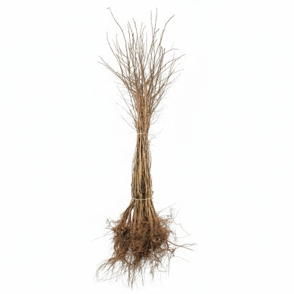 Groep Amelanchier lamarckii met blootliggende wortels, dicht opeengepakte bomen.