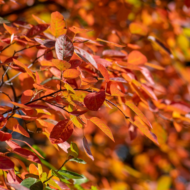 Amelanchier lamarckii - Krentenboom in struikvorm