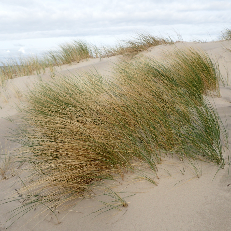 Ammophila arenaria - Helmgras – Tuinplantenloods