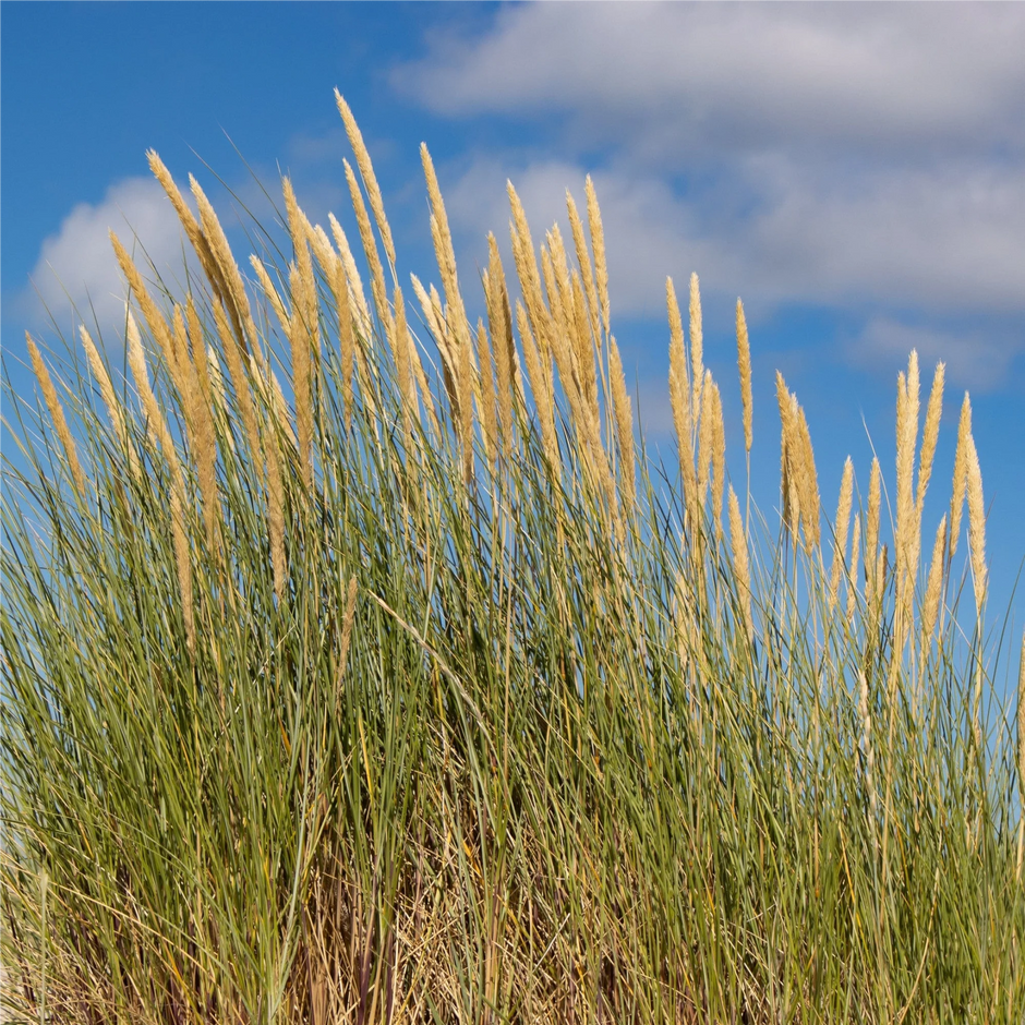 Ammophila arenaria - Helmgras – Tuinplantenloods