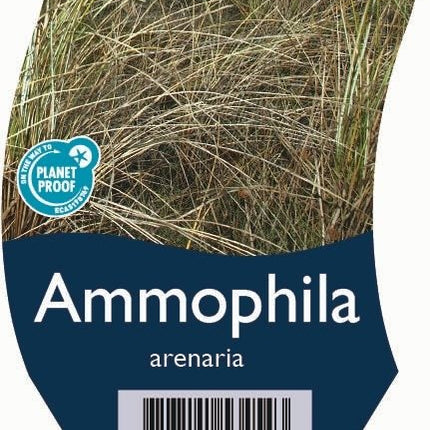 Ammophila arenaria - Helmgras