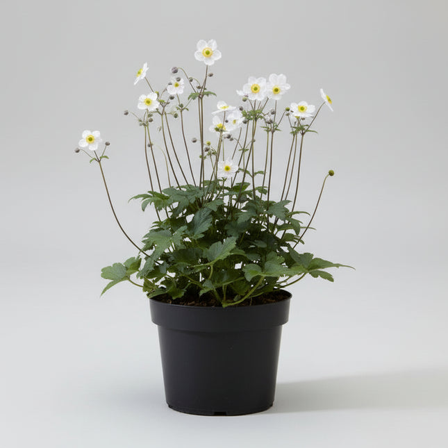 Anemone ‘Ruffled Swan’ in pot met frisgroen, diep ingesneden blad en jonge scheuten.