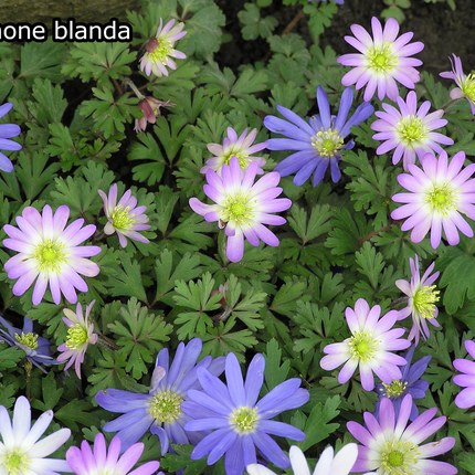 Borderpakket '4-seizoenen-bloei' - 5m² - 50 planten