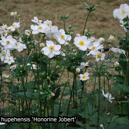 Borderpakket 'Japanse-stijl' - 5m² - 50 planten