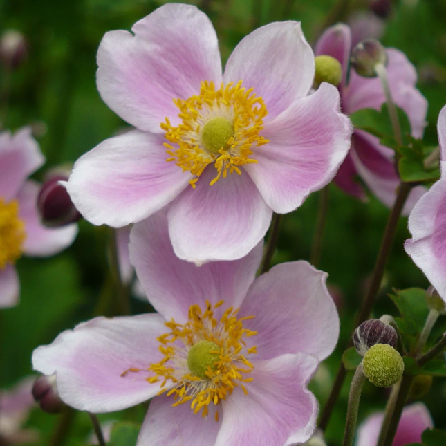 Close-up van Anemone hupehensis ‘September Charm’ met zachtroze bloemen en geel hart.