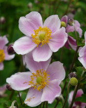 Afbeelding in Gallery-weergave laden, Anemone hupehensis &#39;September Charm&#39; - Herfstanemoon
