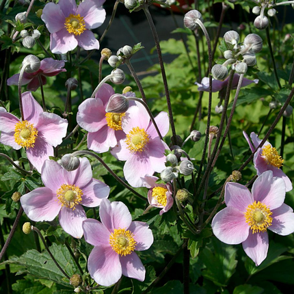 Anemone hupehensis 'September Charm' - Herfstanemoon