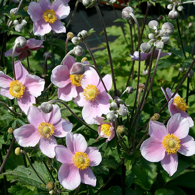 Anemone hupehensis 'September Charm' - Herfstanemoon