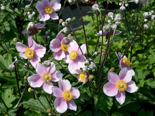 Afbeelding in Gallery-weergave laden, Anemone hupehensis &#39;September Charm&#39; - Herfstanemoon
