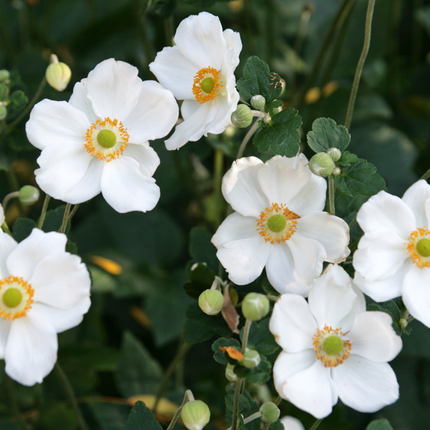 Anemone hybrida 'Honorine Jobert' - Herfstanemoon