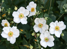 Afbeelding in Gallery-weergave laden, Anemone hybrida &#39;Honorine Jobert&#39; - Herfstanemoon
