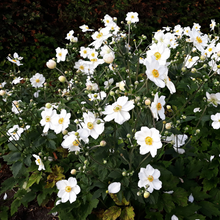 Afbeelding in Gallery-weergave laden, Anemone hybrida &#39;Honorine Jobert&#39; - Herfstanemoon
