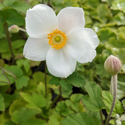 Anemone hybrida 'Honorine Jobert' - Herfstanemoon