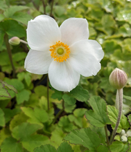 Afbeelding in Gallery-weergave laden, Anemone hybrida &#39;Honorine Jobert&#39; - Herfstanemoon

