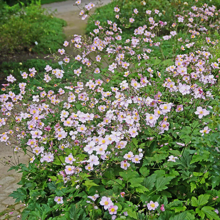 Anemone hybrida 'Königin Charlotte' - Herfstanemoon