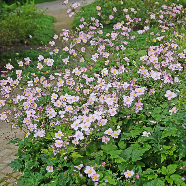 Anemone hybrida 'Königin Charlotte' - Herfstanemoon