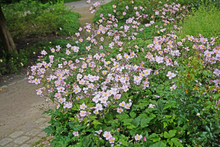 Afbeelding in Gallery-weergave laden, Anemone hybrida &#39;Königin Charlotte&#39; - Herfstanemoon
