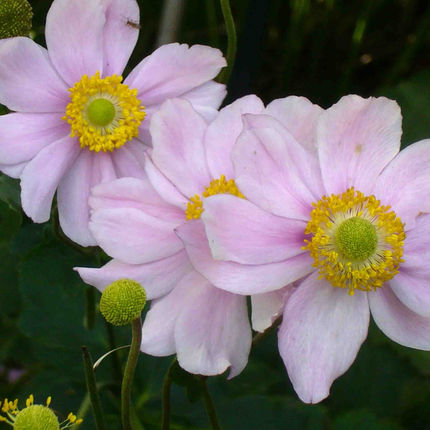 Anemone hybrida 'Königin Charlotte' - Herfstanemoon