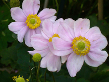 Afbeelding in Gallery-weergave laden, Anemone hybrida &#39;Königin Charlotte&#39; - Herfstanemoon
