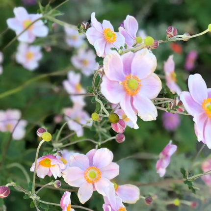 Anemone hybrida 'Königin Charlotte' - Herfstanemoon
