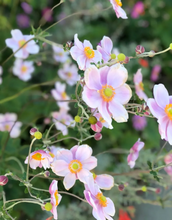 Afbeelding in Gallery-weergave laden, Anemone hybrida &#39;Königin Charlotte&#39; - Herfstanemoon
