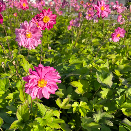 Anemone hybrida 'Pamina' - Herfstanemoon