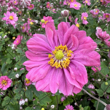 Afbeelding in Gallery-weergave laden, Anemone hybrida &#39;Pamina&#39; - Herfstanemoon
