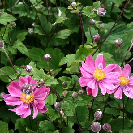 Anemone hybrida 'Pamina' - Herfstanemoon
