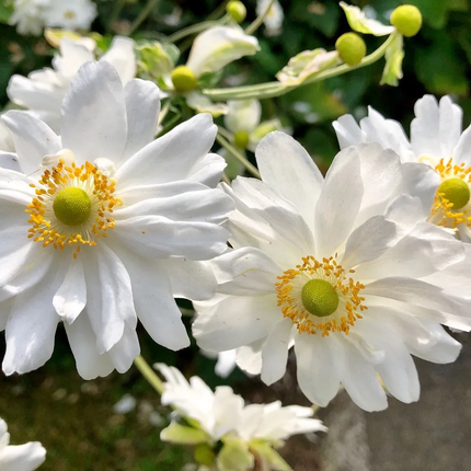 Anemone hybrida 'Whirlwind' - Herfstanemoon