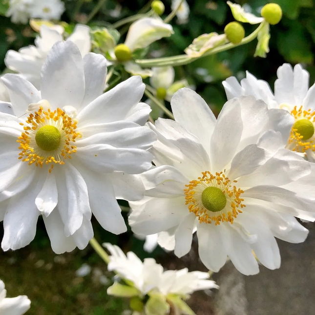 Anemone hybrida 'Whirlwind' - Herfstanemoon
