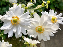 Afbeelding in Gallery-weergave laden, Anemone hybrida &#39;Whirlwind&#39; - Herfstanemoon

