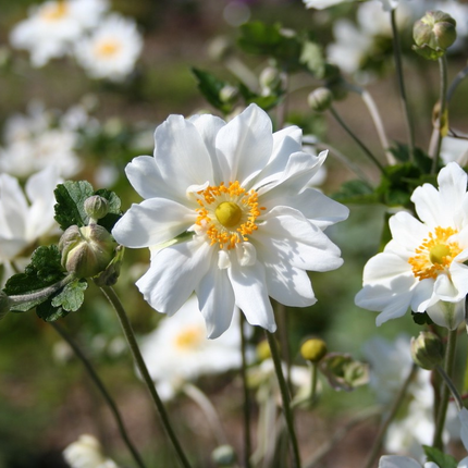 Anemone hybrida 'Whirlwind' - Herfstanemoon