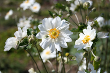 Afbeelding in Gallery-weergave laden, Anemone hybrida &#39;Whirlwind&#39; - Herfstanemoon
