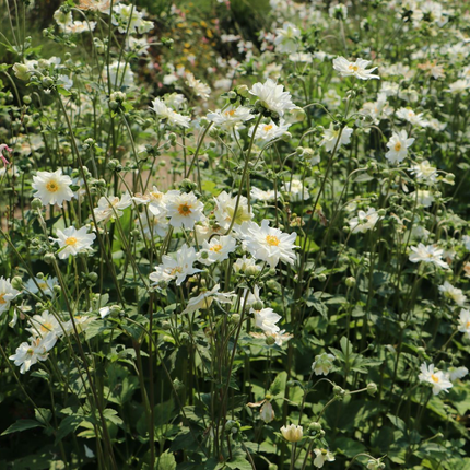 Anemone hybrida 'Whirlwind' - Herfstanemoon