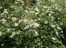 Afbeelding in Gallery-weergave laden, Anemone hybrida &#39;Whirlwind&#39; - Herfstanemoon
