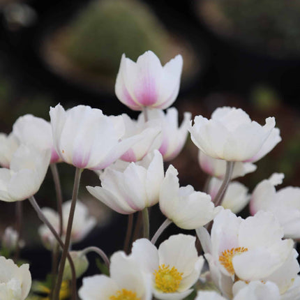 Witte anemoon Sylvestris in bloei