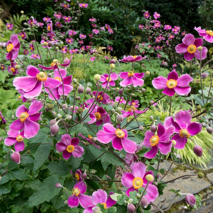 Anemone hupehensis 'Splendens' - Herfstanemoon