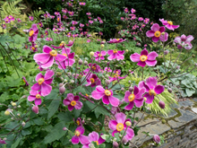 Afbeelding in Gallery-weergave laden, Anemone hupehensis &#39;Splendens&#39; - Herfstanemoon
