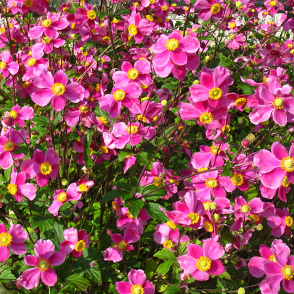 Anemone hupehensis 'Splendens' - Herfstanemoon