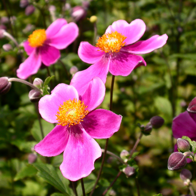 Close-up van Anemone hupehensis ‘Splendens’ met helderroze bloemen en opvallend geel hart.