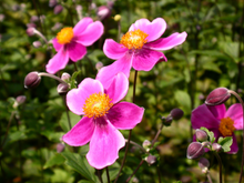 Afbeelding in Gallery-weergave laden, Anemone hupehensis &#39;Splendens&#39; - Herfstanemoon
