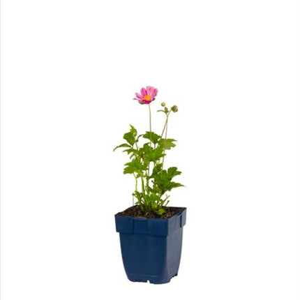 Anemone hybrida ‘Pamina’ in p9 pot met frisgroen, diep ingesneden blad en jonge groei.